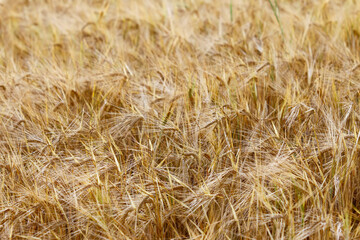 Ripe ears of barley in the field