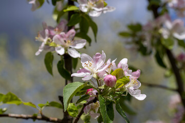 A beautiful blooming apple tree in a spring orchard