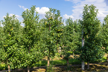 Fototapeta premium Apple orchard with a mature harvest of green apples