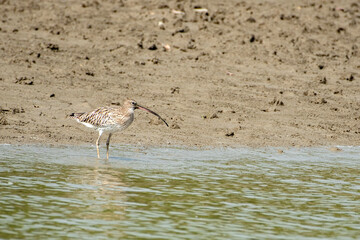 A beautiful Eurasian Carlew bird trying to catch fish in the mangrove forest of Sundarban tiger reserve, India.