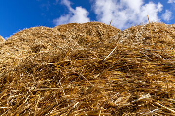 Fototapeta na wymiar An agricultural field where wheat crops are harvested and straw stacks are stored