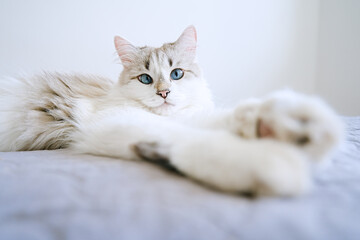 Cute white cat with blue eye lying in bed. Fluffy pet comfortably settled to sleep  