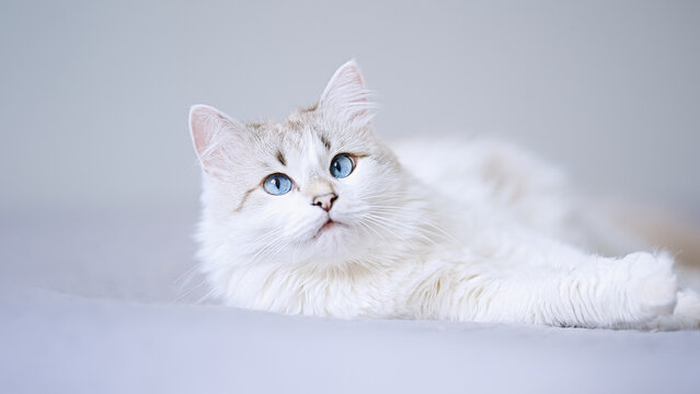 Cute white cat with blue eye lying in bed. Fluffy pet comfortably settled to sleep  