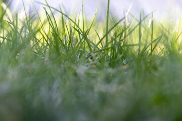 green grass out of focus with a blurred background