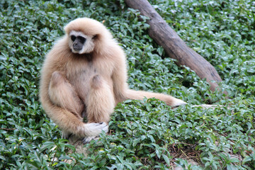 gibbon in a zoo in chiang mai (thailand)