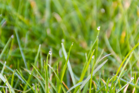 Beautiful lawn with green grass on a sunny day. bokeh effect.Unfocused photo with bokeh effect