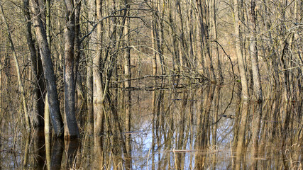 Fototapeta premium flooded trees in spring forest