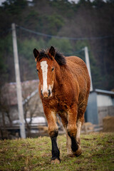 horse walking in the field 