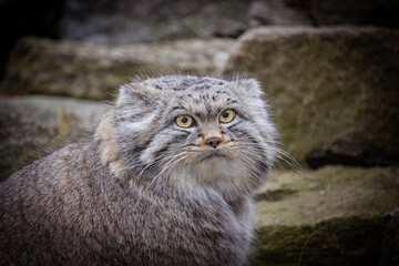 Pallas's cat close-up
