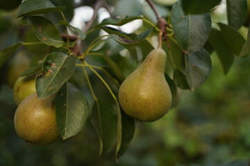 Not a perfect pear without GMO. Selective focus.