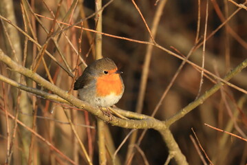 European robin (Erithacus rubecula) on the branch