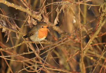 European robin (Erithacus rubecula) on the branch