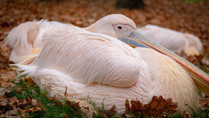 pelican lying in autumn forest
