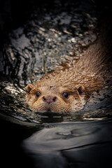 Otter swimming in a lake looking at the camera