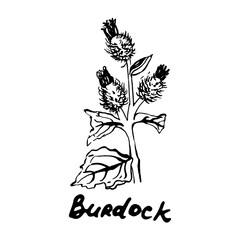 monochrome illustration of burdock. medicinal plant burdock isolated on white background vector illustration