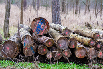 stacked logs on top of each other. Woodworking and wooden materials. Forest cutting, environmental...
