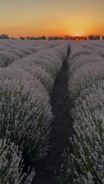 Wonderful lavender field at sunset. Mayfair lavender at sunrise