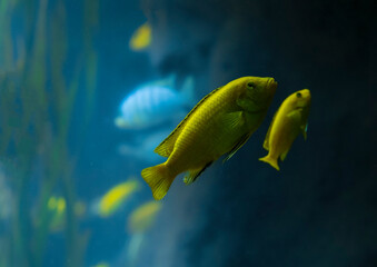 tropical fish swimming in my aquarium. Close-up of fish behind the aquarium glass.