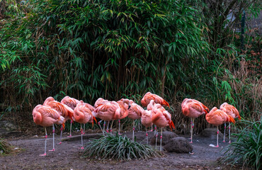 flock of flamingos Beautiful flock of flamingos resting in a wooded area. Close-up and high resolution flamingo shot.