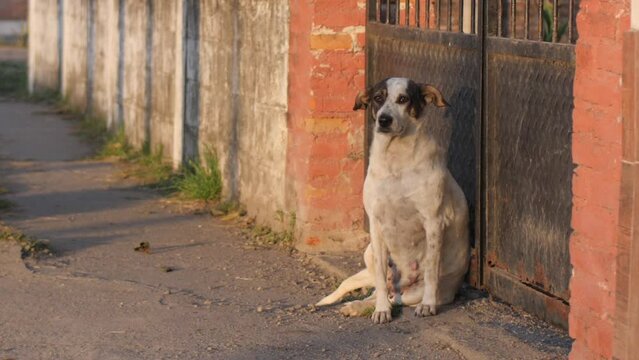 Perra sentada en la puerta de una casa al amanecer. 