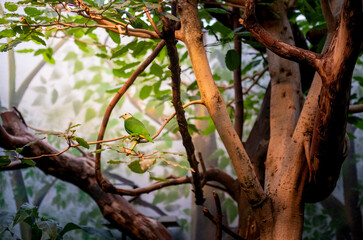 A tropical bird standing on a tree branch, close-up high resolution shot. bird photo, bird backgrounds