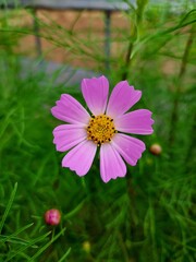 Fototapeta premium pink cosmos flower