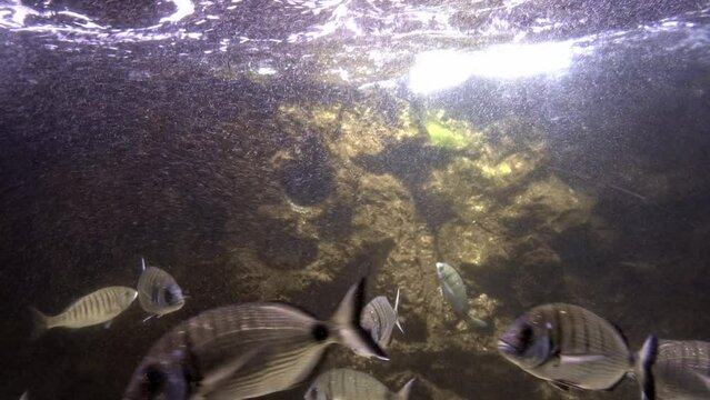 white_seabream_Diplodus sargus, 2023
Underwater view from Eilat israel, 2023
