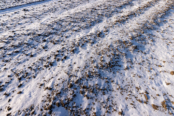 plants in the winter season covered with white cold snow