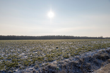 Grass covered with snow and ice in winter