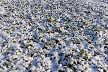 Green grass covered with snow and ice in winter