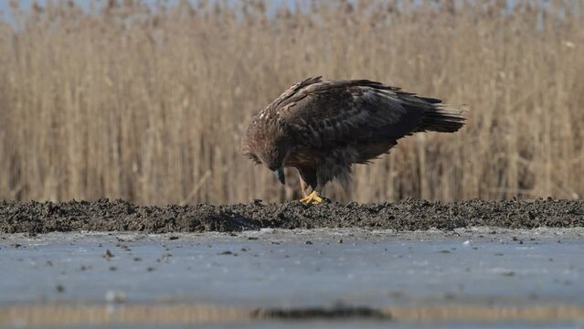 White-tailed eagle looking for food on the ground, 2023
White-tailed eagle wildlife from Hungary, 2023 
