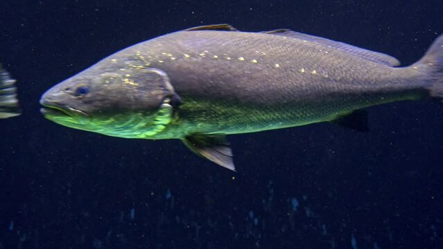 Argyrosomus regius fish underwater, close up 2023
Close shot from Israel, 2023
