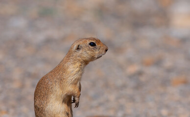 Spermophilus chipmunk ground squirrel gelengi