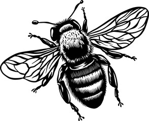 Black and White Honey Bee Insect for Stickers and Bee Decal. Bee Line Art Illustration