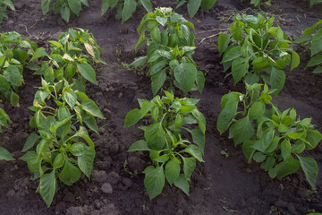 Green pepper bushes in several rows. Organic field with green pepper bushes. Ecological farming.