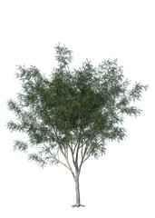 Gleditsia triacanthos var inermis Shademaster, light for daylight, easy to use, 3d render, isolated