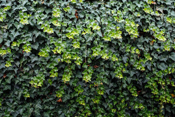 Green pattern from common ivy. Natural background. Great for presentations