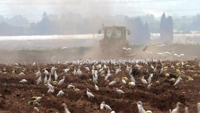 Cattle egret Eating insects after a plowing tractor
Cattle egret wildlife from Israel, 2023 
