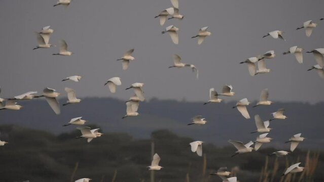 Cattle egret low flight at sunset, Israel
Cattle egret wildlife from Israel, 2023 
