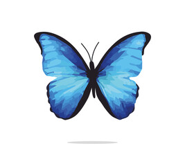 Blue butterfly on white background, vector illustration