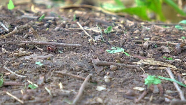Ants track