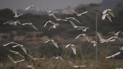 Cattle egret flying at sunset, Israel
Cattle egret wildlife from Israel, 2023 
