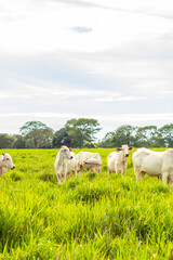 Fototapeta na wymiar Um pequeno rebanho de bovinos, pastando em um pasto verde. Formato vertical.
