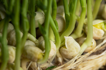 A large number of pea roots are light yellow in color