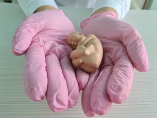 Fetus is embryo of child on hand of gynecologist doctor