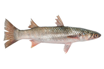 Mullet fish isolated on transparent background. Fresh fish object for design. Pilengas fish