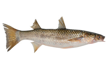 Mullet fish isolated on transparent background. Fresh fish object for design. Pilengas fish