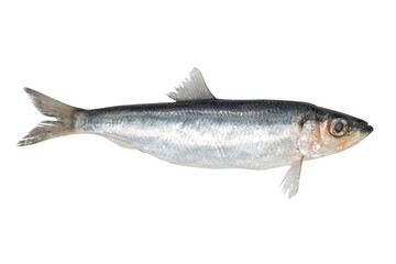 Baltic herring fish isolated on transparent background. Fresh fish object for design. Salaka fish.