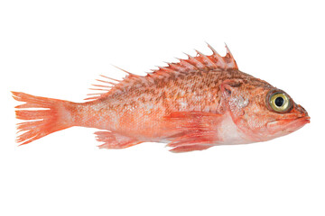 Sea bass fish isolated on translucent background. Fresh fish object for design. Perch predatory fish.