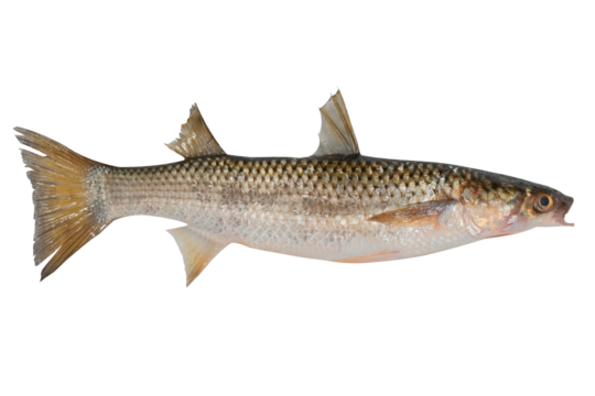 Mullet fish isolated on transparent background. Fresh fish object for design. Pilengas fish